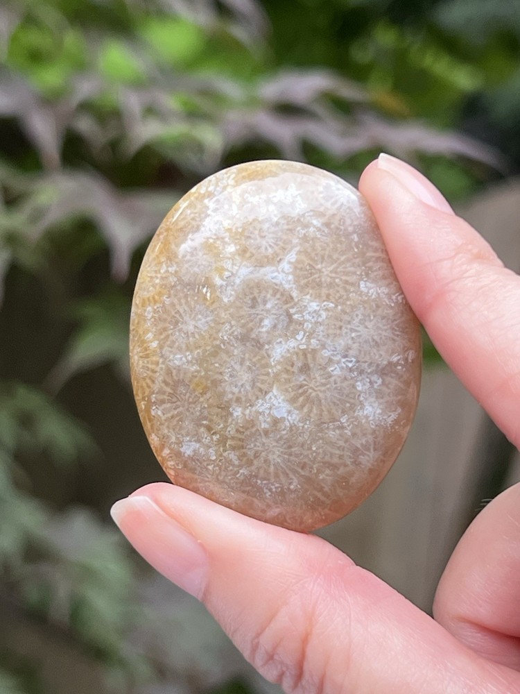 Fossilised Coral Crystal Palmstone AAA+ 19