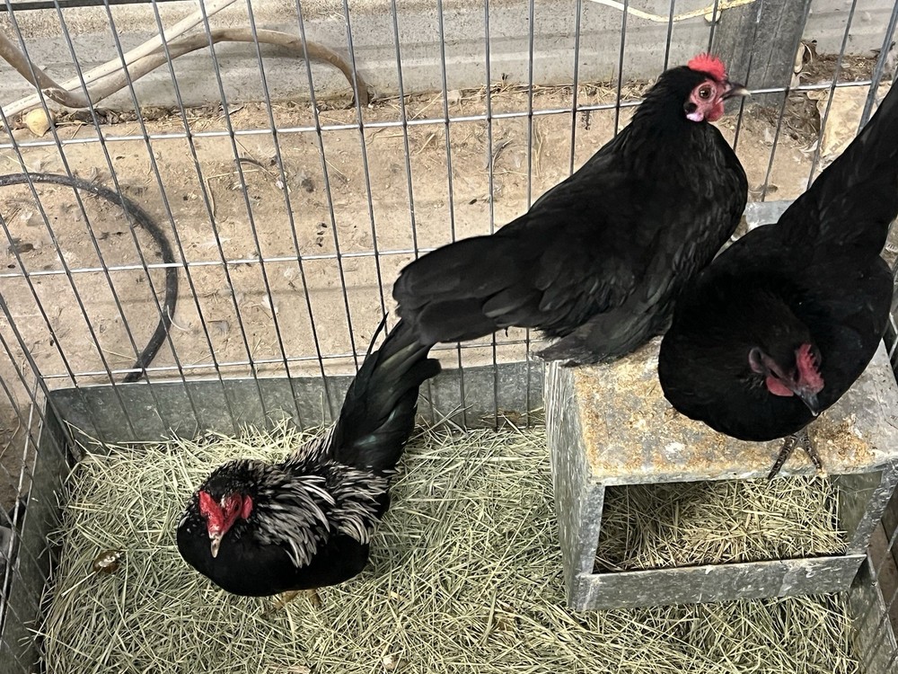 6++ Serama Hatching Eggs