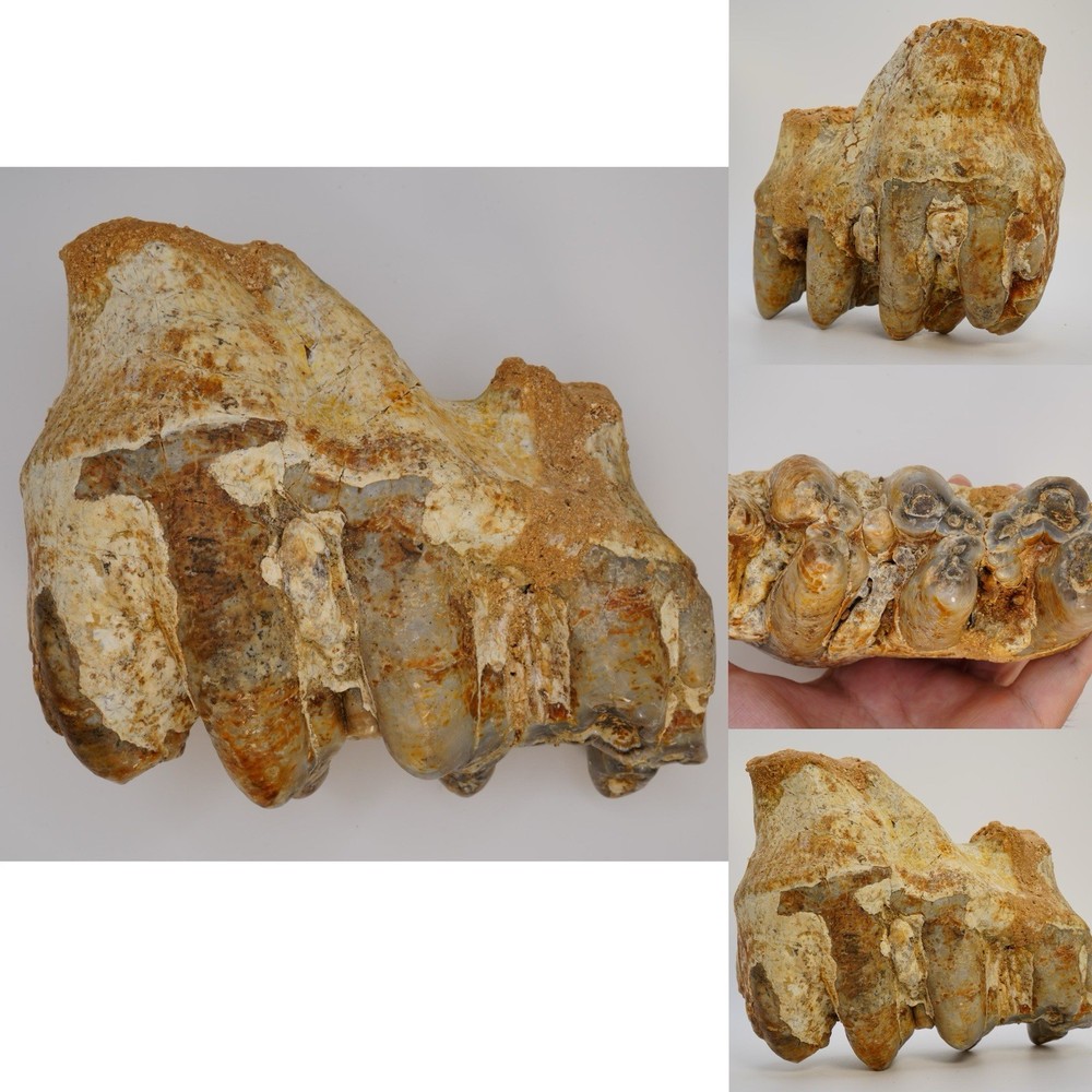 Platybelodon tooth