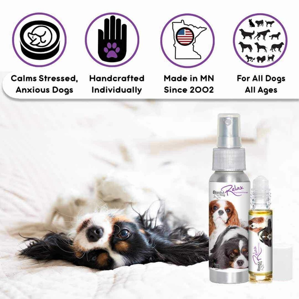 Cavalier King Charles Spaniel Relax Aromatherapy | Calms Your Anxious Scared Dog
