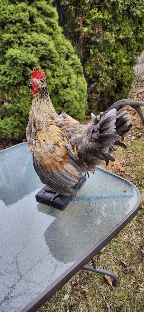 Standing Rooster Taxidermy