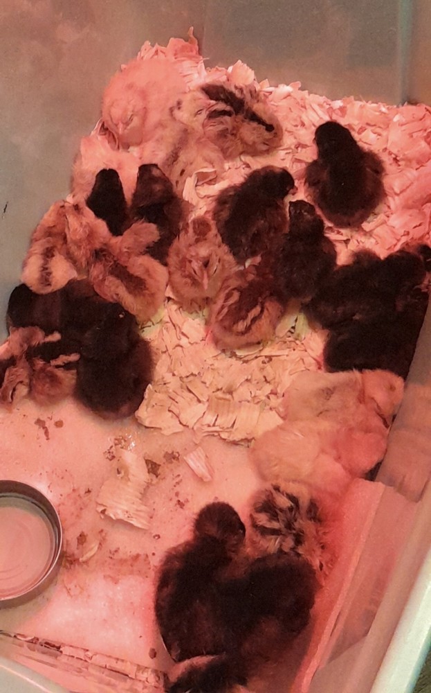 🐥🐣10+2 PICK YOUR COLOR Barnyard Mix🐣🐥