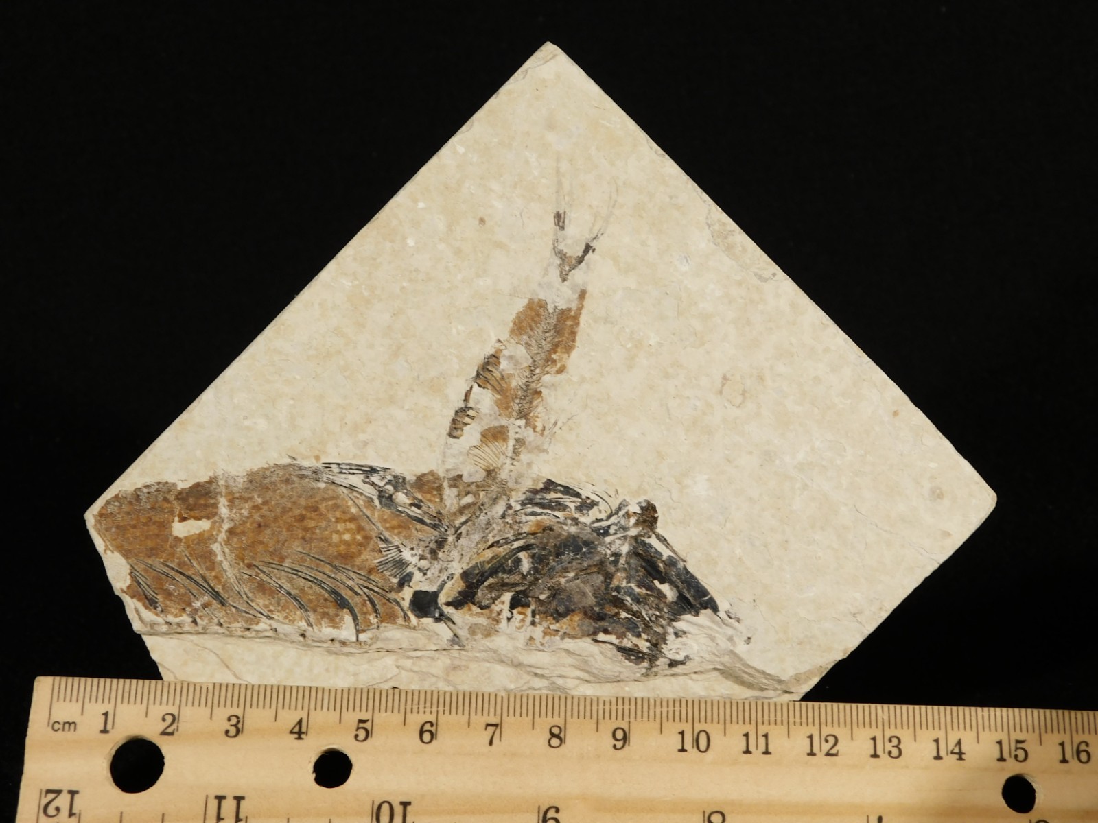 TWO! 100% Natural Knightia FISH Fossils From Wyoming! 282gr