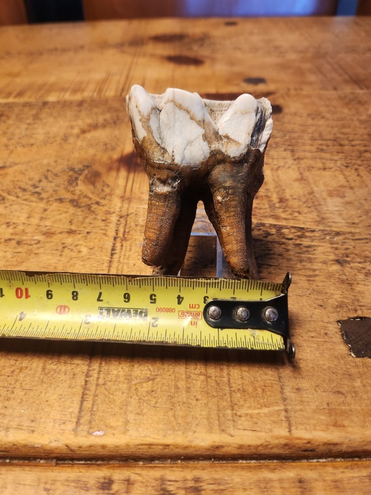 Fossilised tooth found in Happisbugh