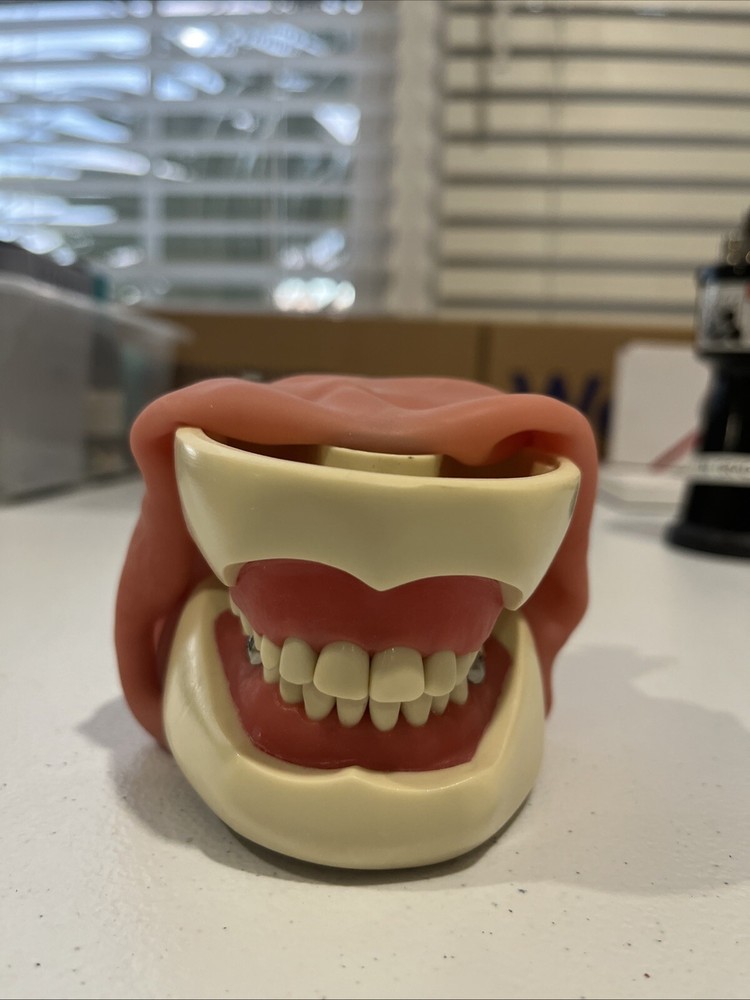 Columbia Pedodontic Dentoform 24 Removable Teeth
