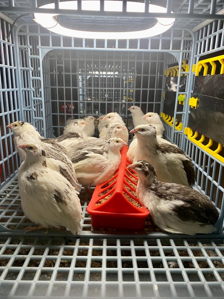60- Celadon Quail Hatching Eggs - 100% True Blue Coturnix 🪺