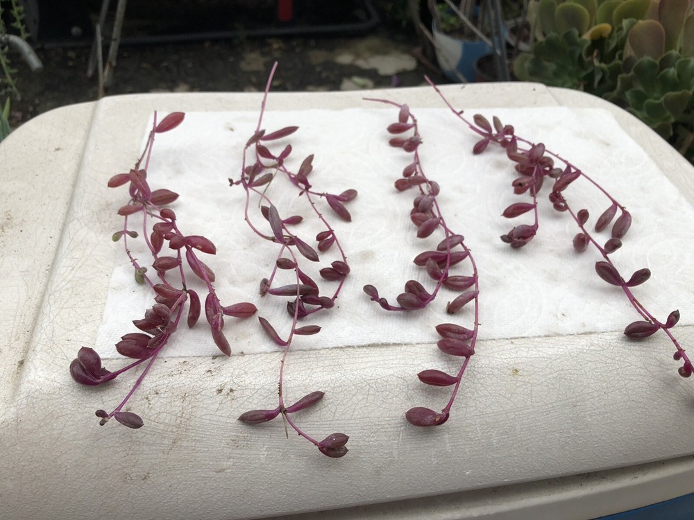 10 Cutting Succulents Ruby Necklace 8”+ ,2-3tip For Each