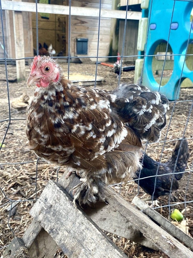 Bantam Cochin Hatching Eggs 6++ PLEASE READ THE DESCRIPTION
