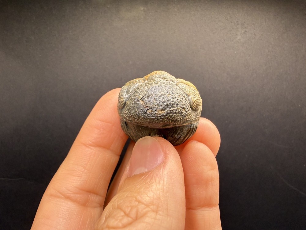 Enrolled Moroccops Trilobite