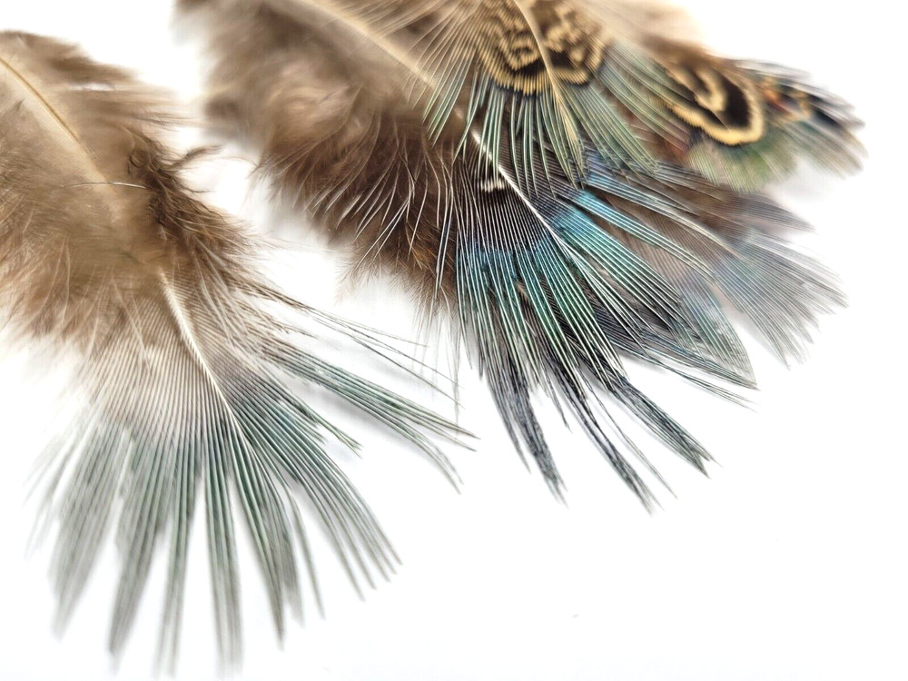 PHEASANT TAIL FEATHERS - BLUE/ IREDESCENT - TAILS - 12 pc. - Fly Tying Material