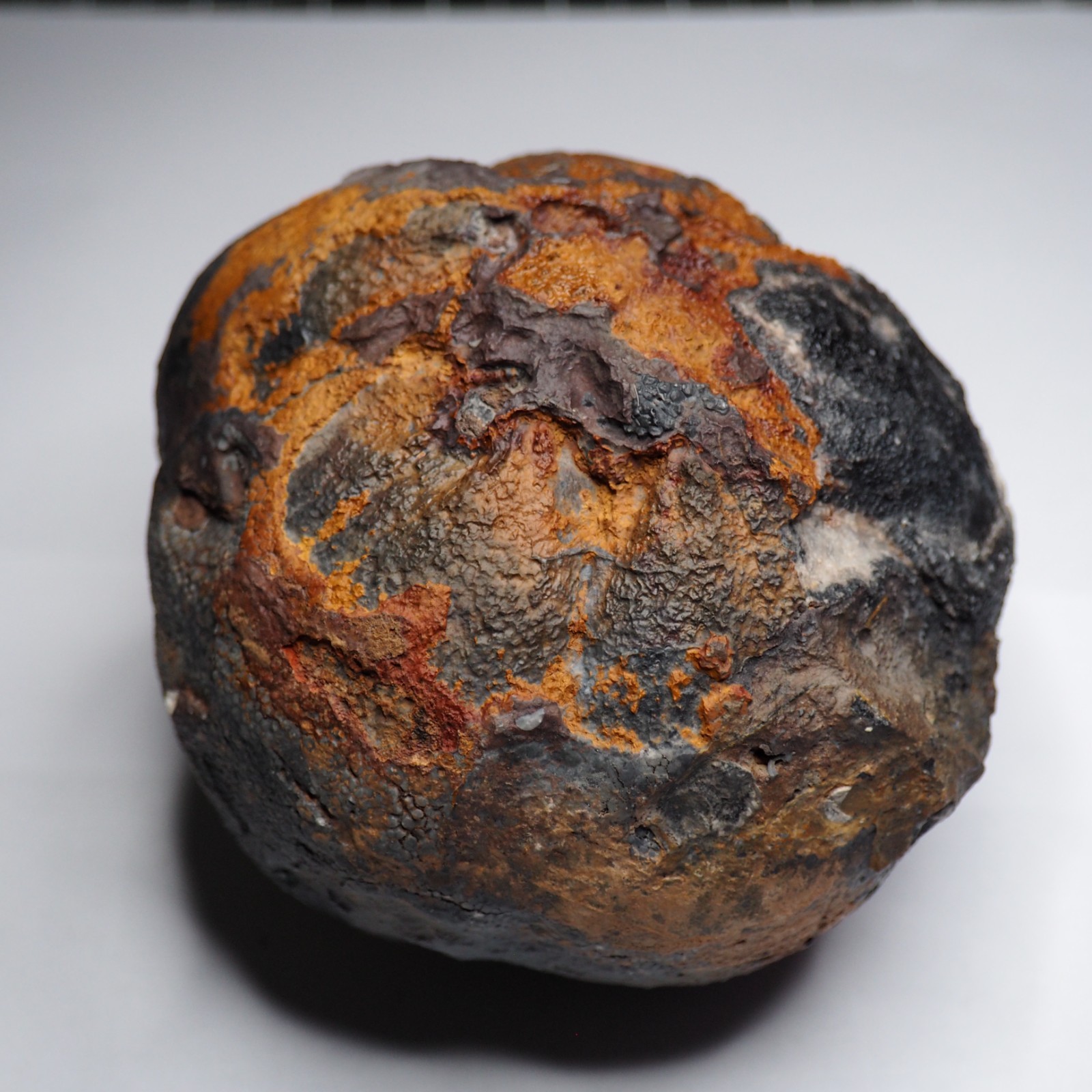 Large 1.8 kg Lobolith Scyphocrinites Crinoid Floating Devonian Fossil Morocco