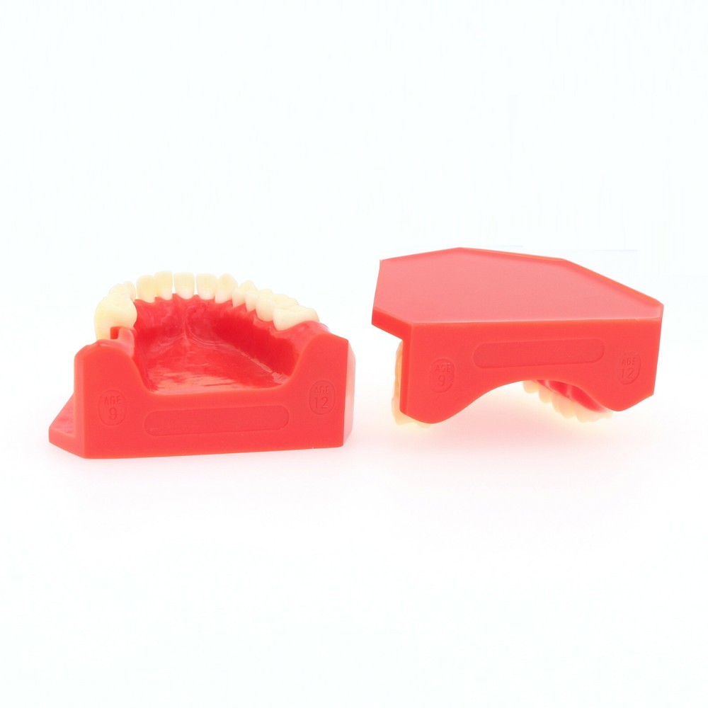 Dental Teeth Permanent Tooth Alternate Demonstration Study Teach Model M7013