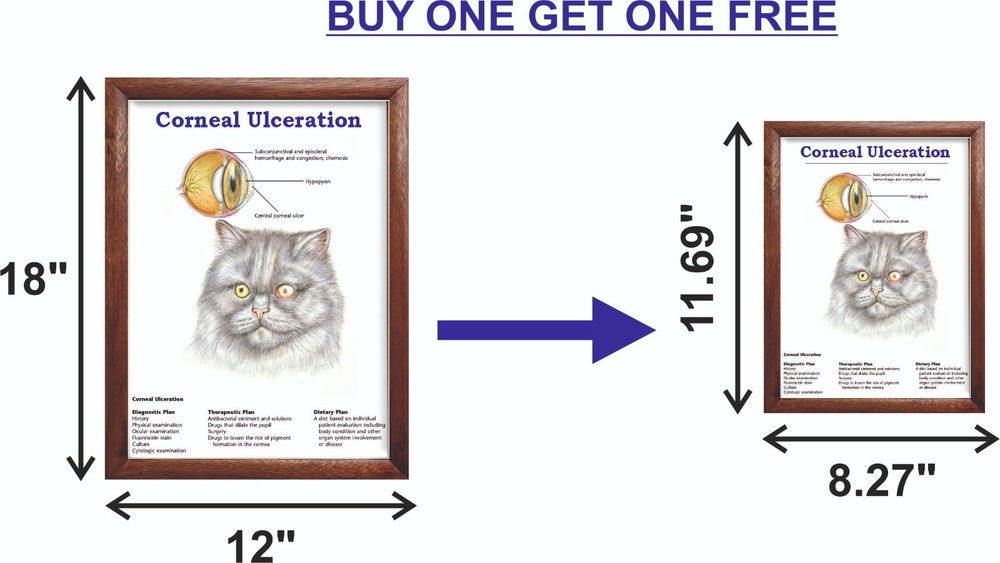 Corneal Ulceration Chart 12x18 inches