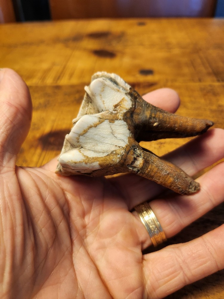 Fossilised  tooth found in Happisbugh