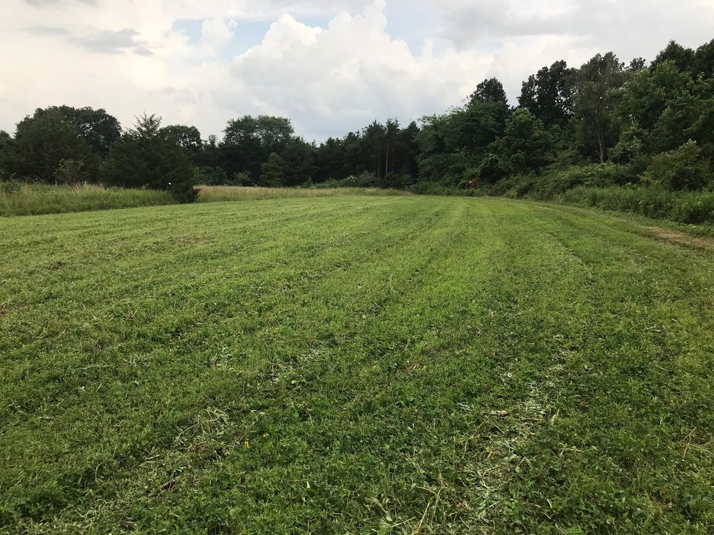 Attractive Multi-Year White Clover Food Plot Seed for Deer/turkey - Spring/Fall