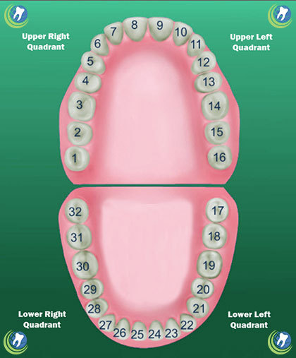 #11 & #22 Tooth Left Upper Lower Cuspid Polycarbonate Crowns Caps Refills 7Sizes