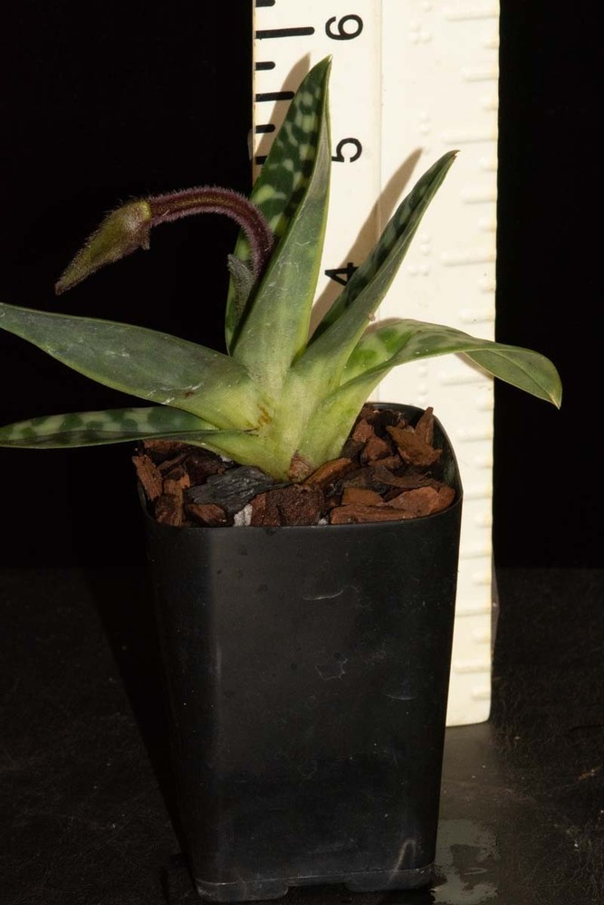Paphiopedilum hookerae #3, in bud