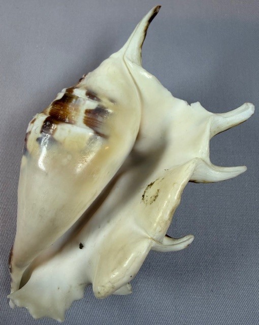 Spider conch shell 98.1 mm lambis lambis Indo Pacific spiny display pattern