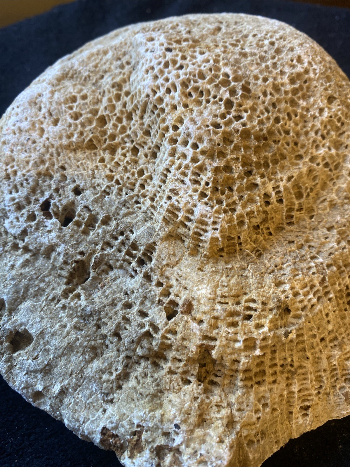 fossilized coral, a tabulate coral fossil specimen 3 Pounds From Kentucky