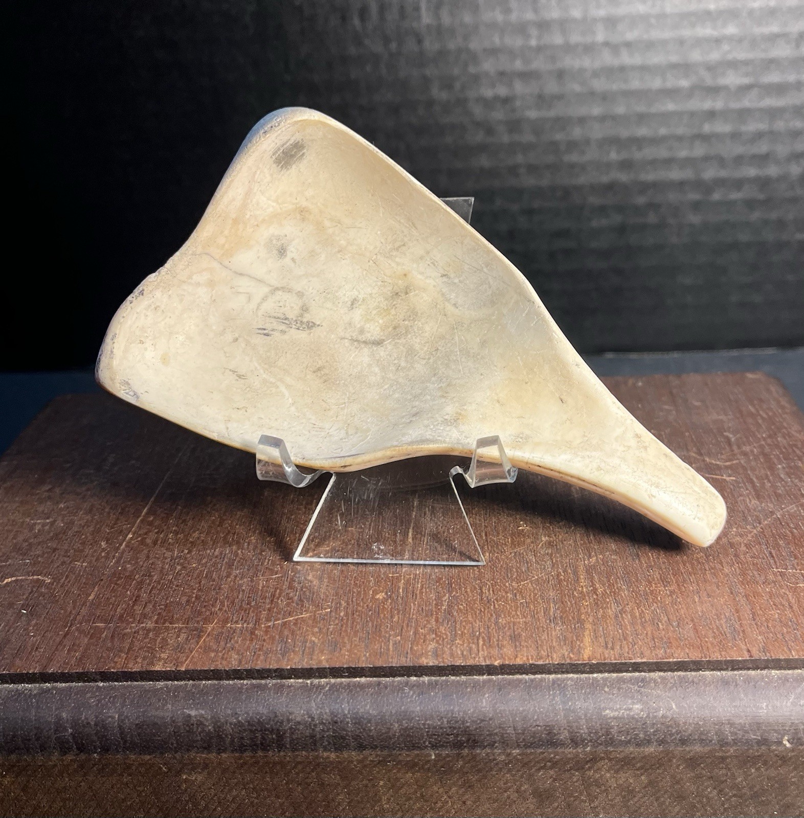 Mayan PreColumbian Authentic Conch Shell Ladle Rare Artifact Found In Belize