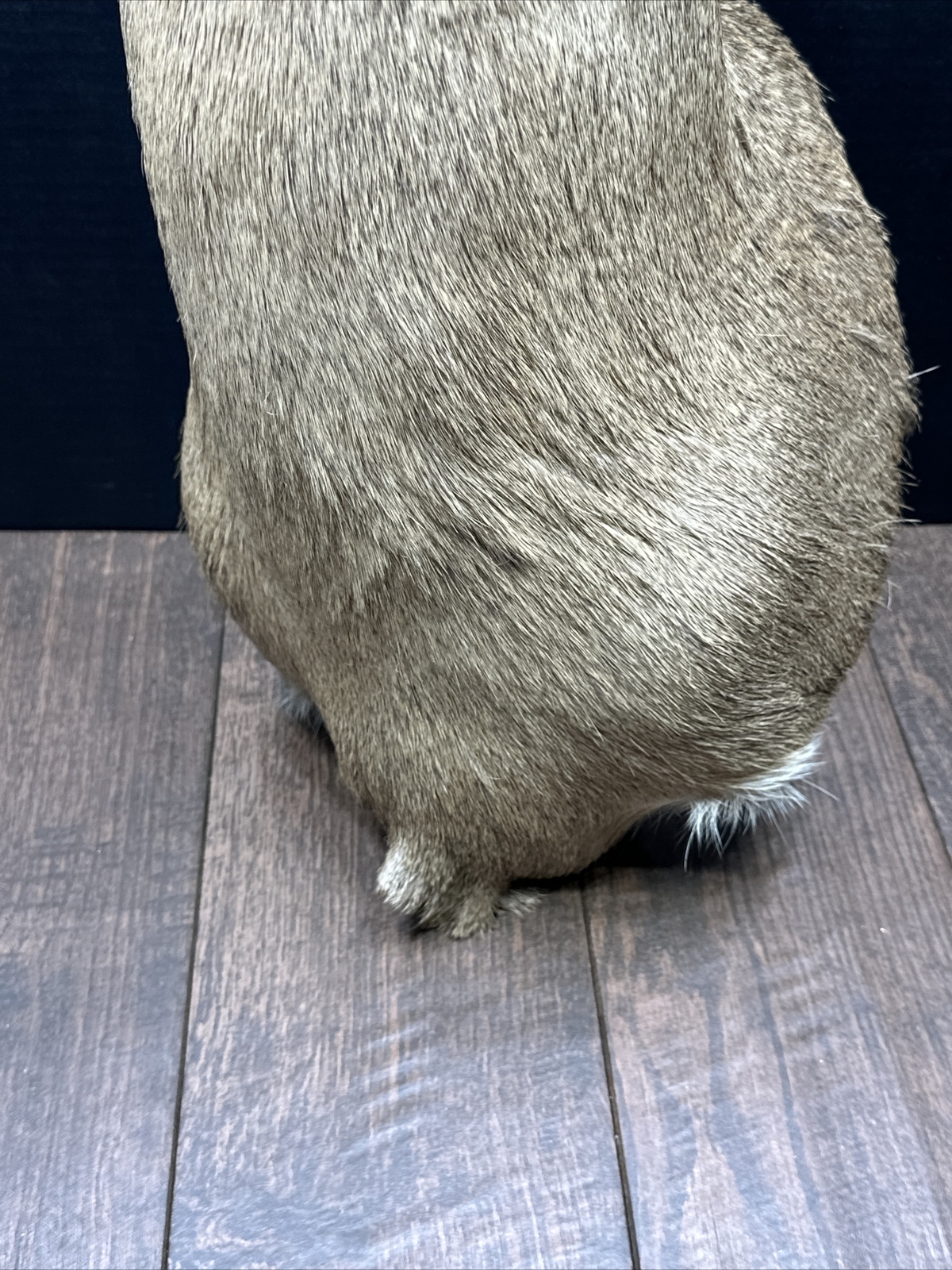 Nice 6 Point Whitetail Deer Buck Shoulder Mount Taxidermy