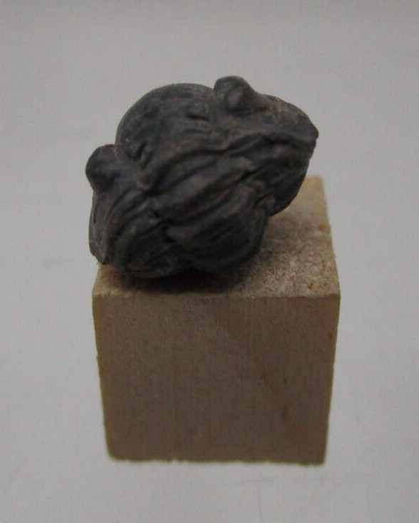 * Awesome Tiny Baby Phacops Pac Man Enrolled Devonian Morocco