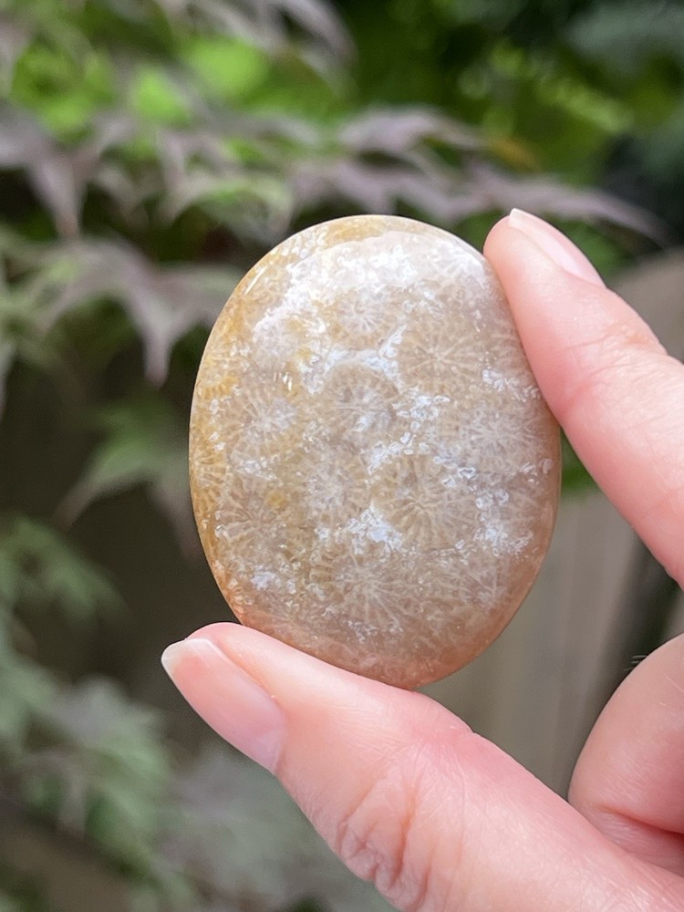 Fossilised Coral Crystal Palmstone AAA+ 19