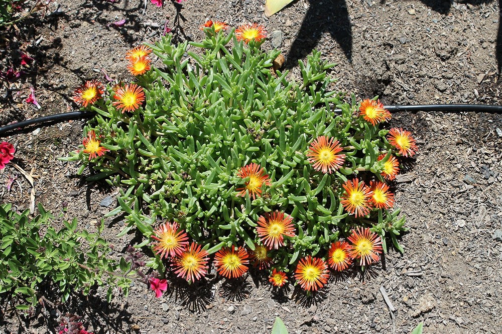 Soaker Dripline 9" Spacing 500' Roll