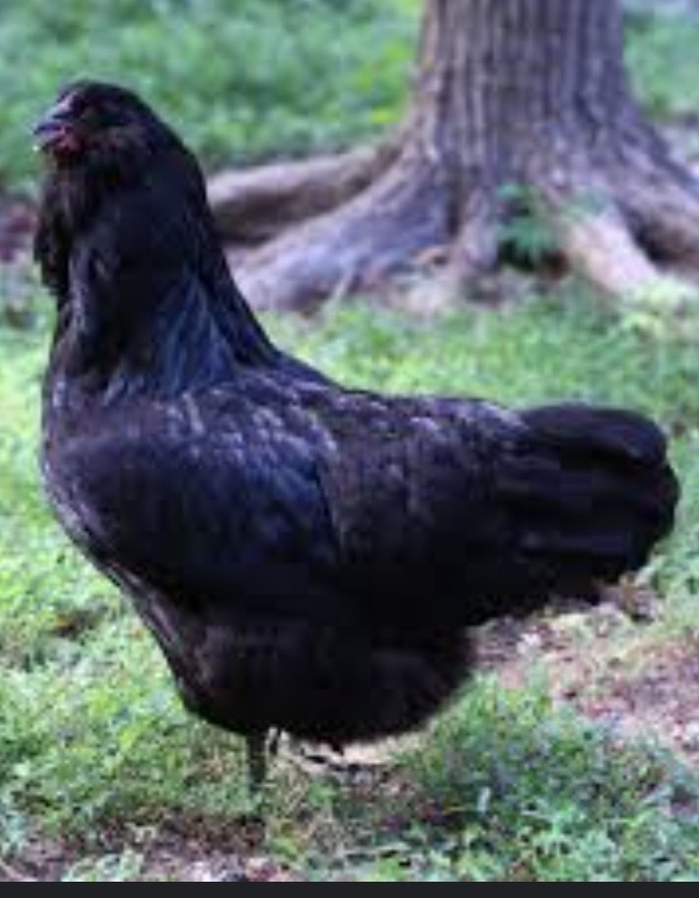 12 Beautiful Multi- Colored Ameraucana Easter Eggers Hatching Eggs NPIP