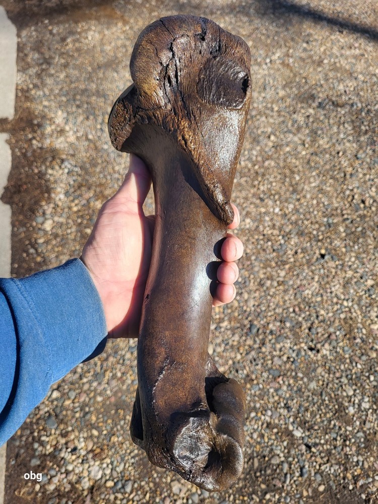 Historic Bison Humerus Bone not a fossil