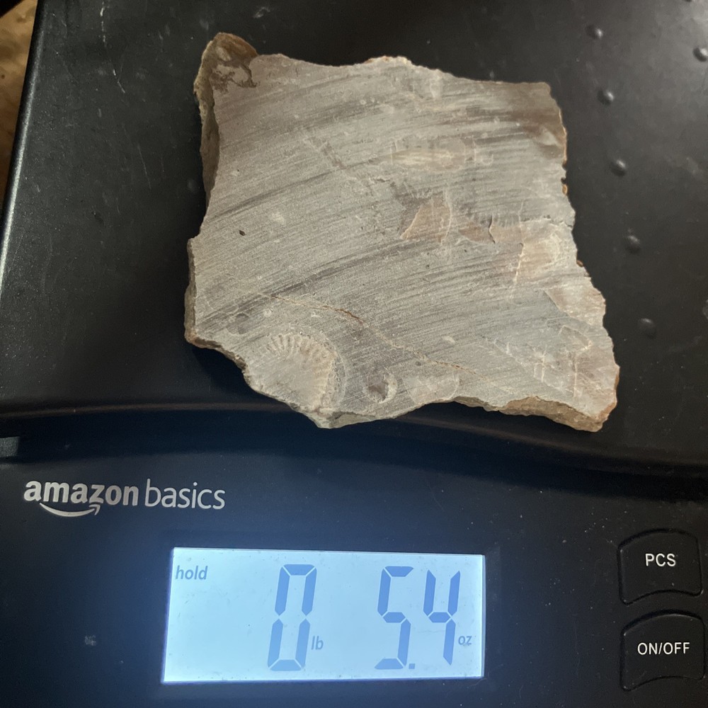 Fossil Stone Slab