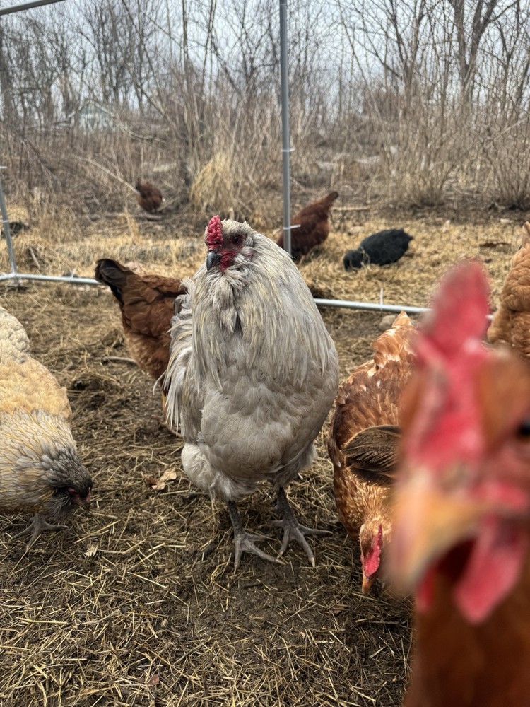 6+ Organically Raised Fertile Easter Egger Chicken Hatching Eggs