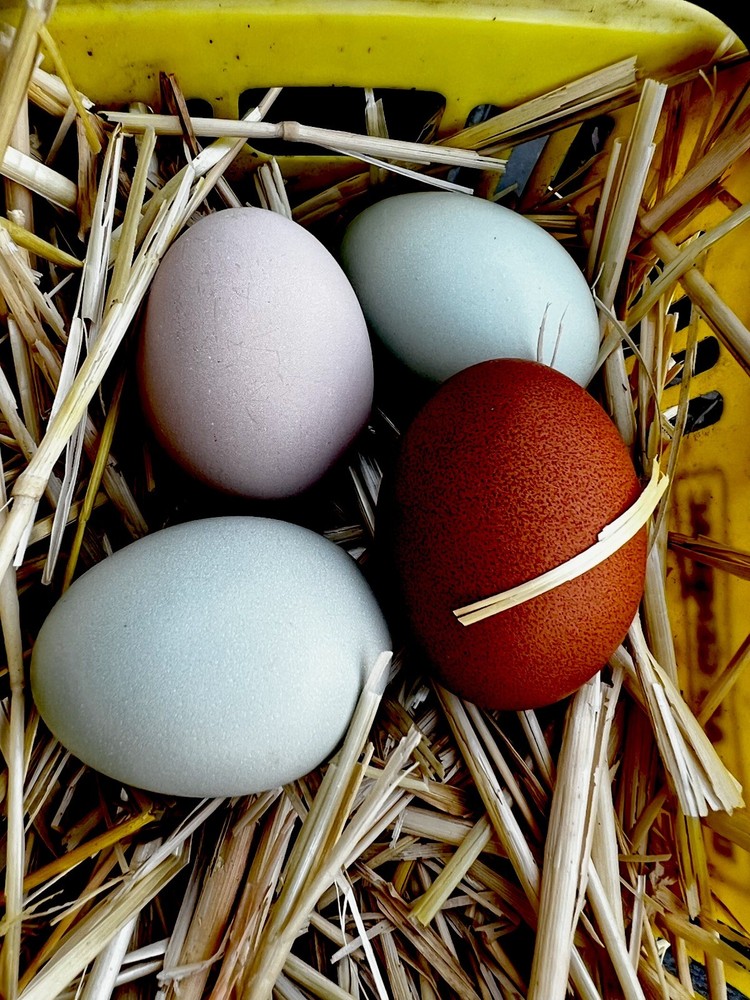 Araucana,Copper Maran hatching eggs hens choice