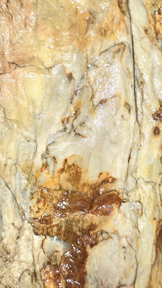 Petrified Wood