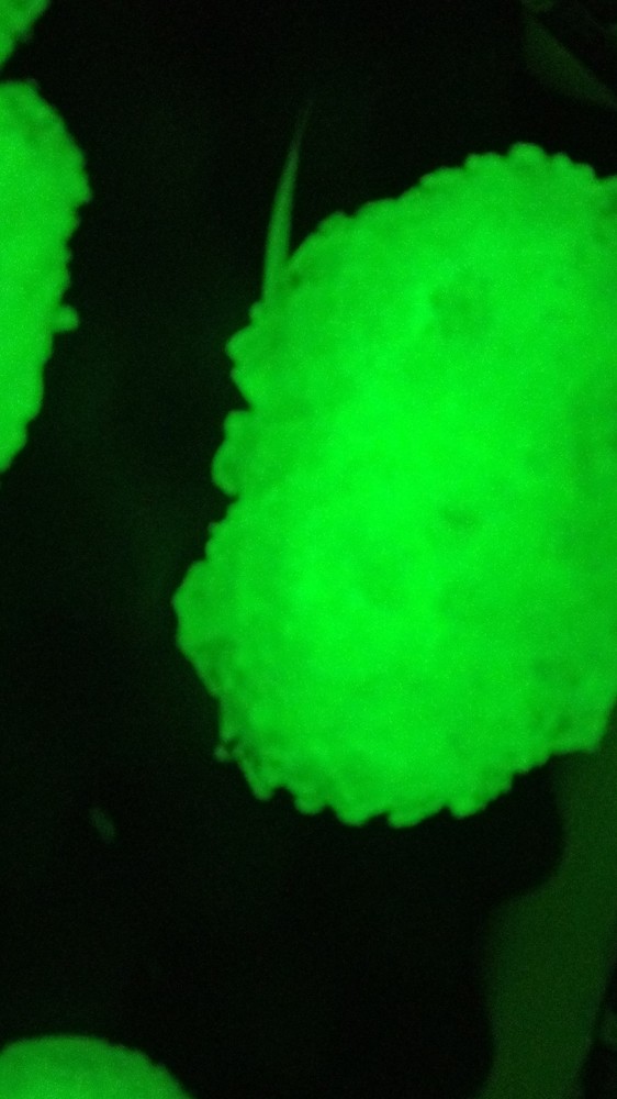 Kryptonite Crystal UV Reactive Display Piece
