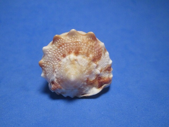 Cassis cornuta (Linnaeus, 1758) "SOLOMONS ISLANDS: (41.4mm)