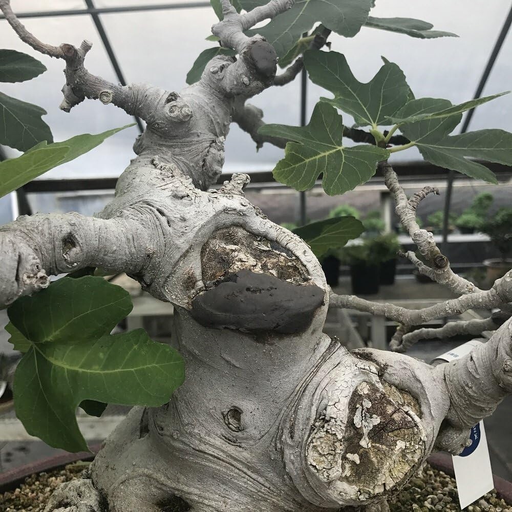 Bonsai Cut Paste Tool 190g (Gray) NEW