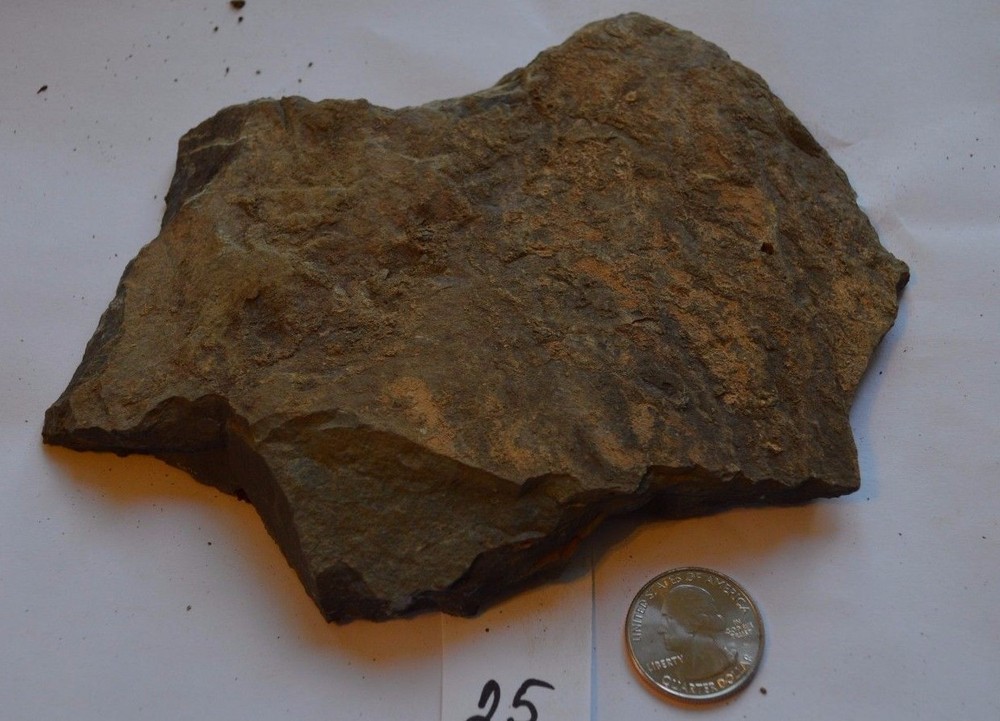 FOSSIL WITH BRACHIOPODS PRINTS ( 25, 22F)