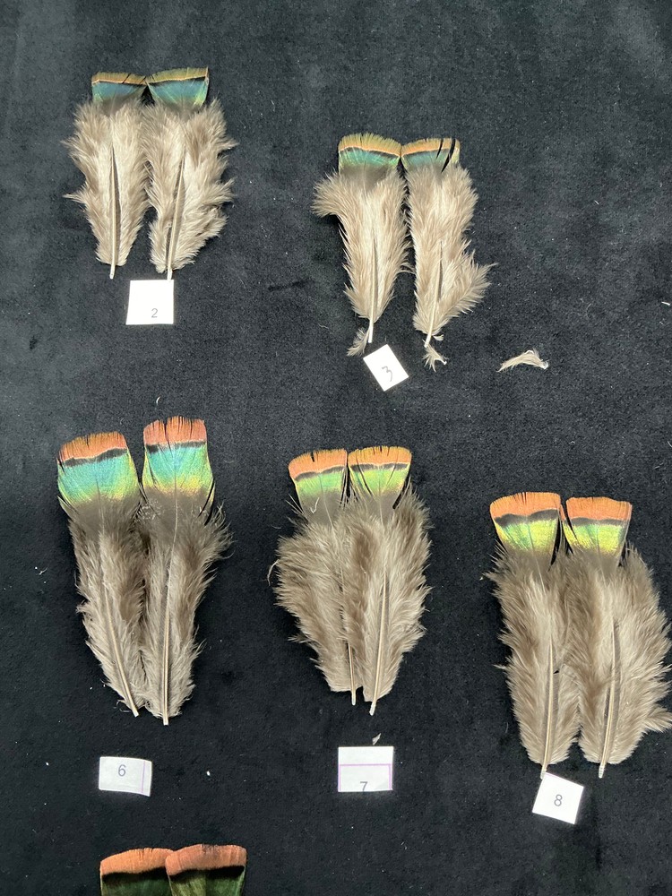 Ocellated Turkey lower back feathers