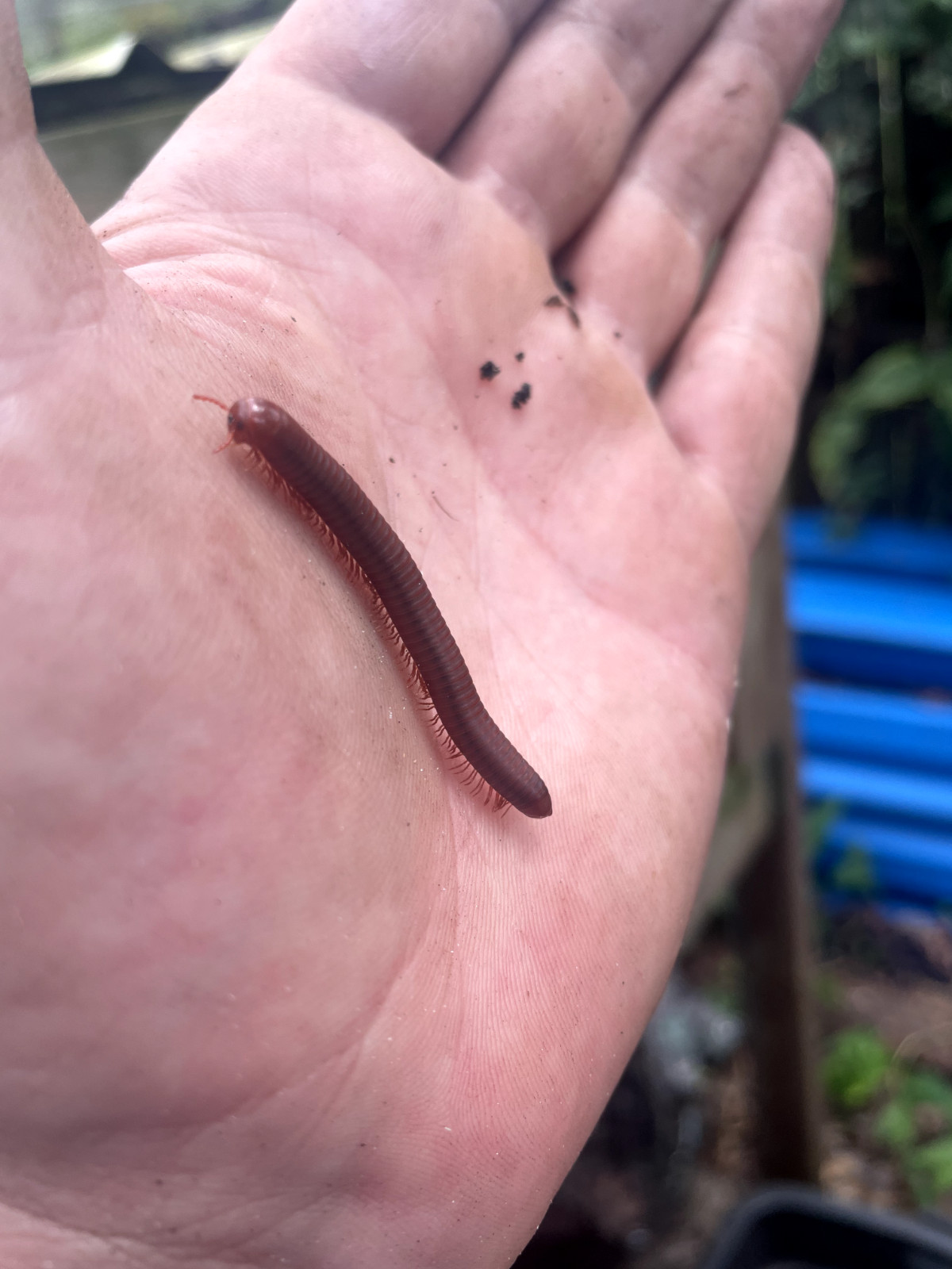 Live Scarlet Millipedes - Breeding Pair M/F (Composting)