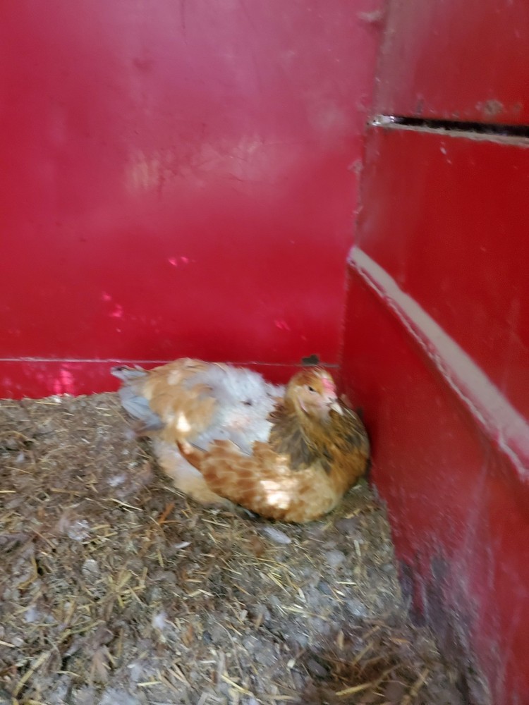 Blue Buff Columbia Brahma Hatching Eggs 8+