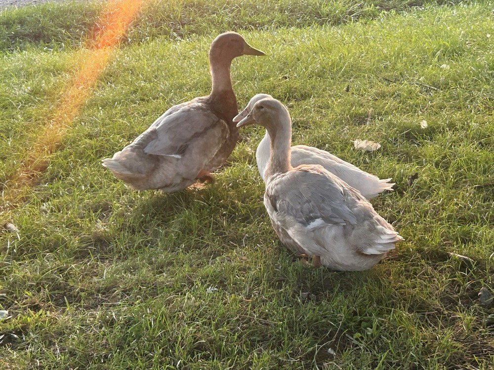 12+ Duck Fertilized Hatching Eggs Mixed Colors