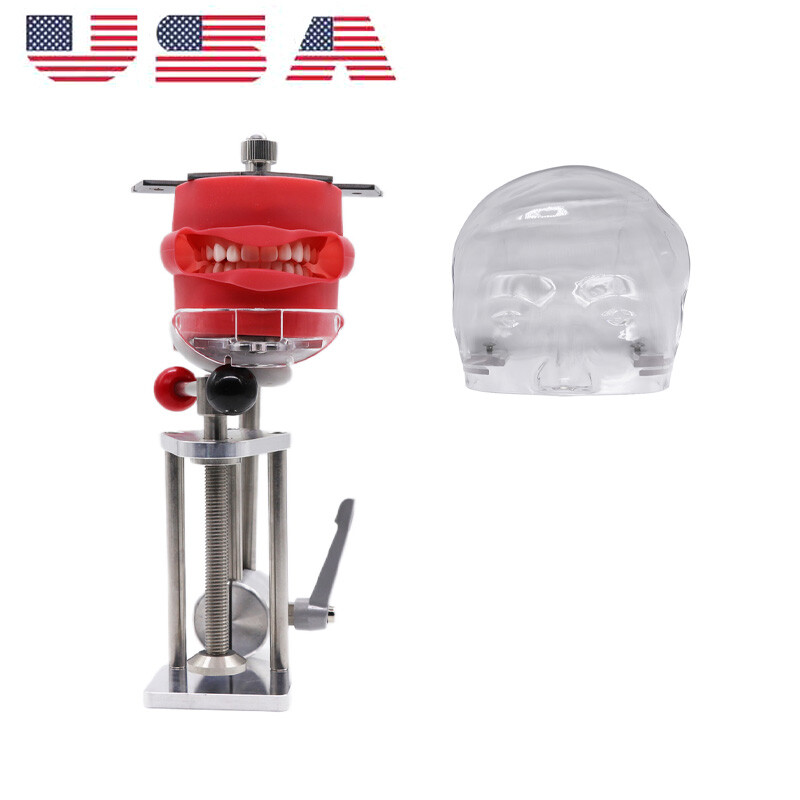 Simple Head Model Dental Simulator Phantom Head forDentist Education Teaching US
