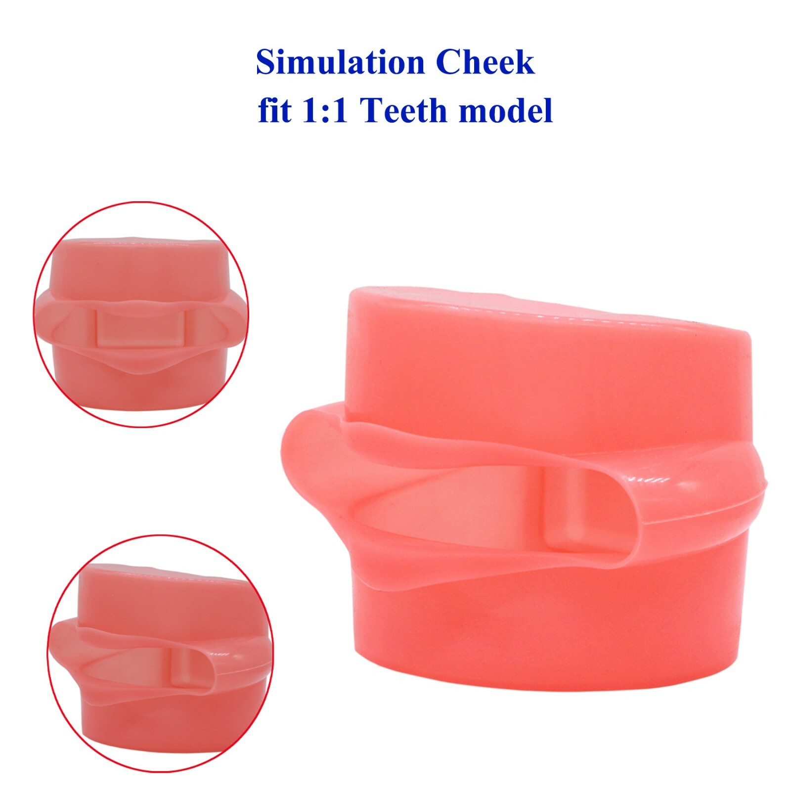 Dental Typodont Teeth Model With Removable Teeth fit Kilgore NISSIN 200/500 Type