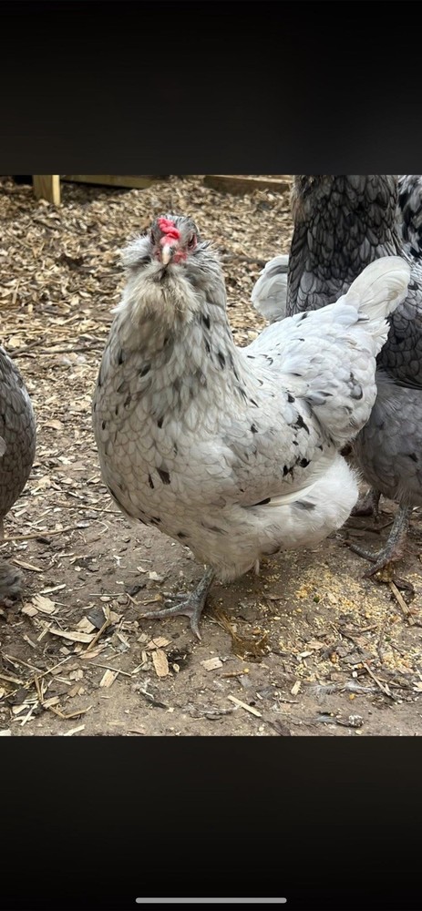 Splash Ameraucana Hatching Eggs