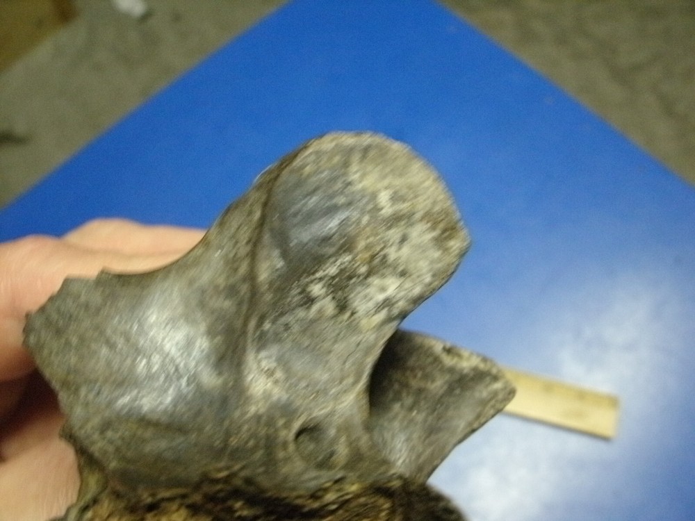 FOSSIL BISON VERTEBRA FROM KANSAS