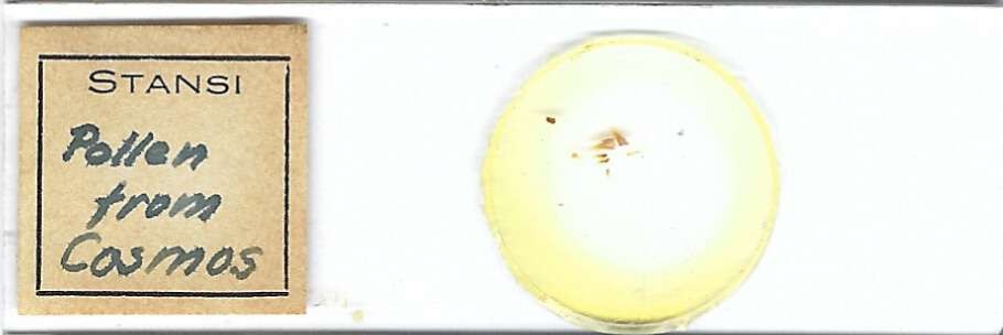 Cosmos Pollen Microscope Slide