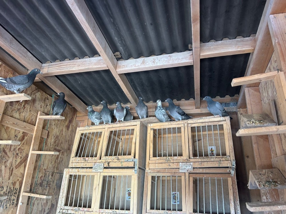 4 Hatching Eggs - Racing Pigeons Fertile