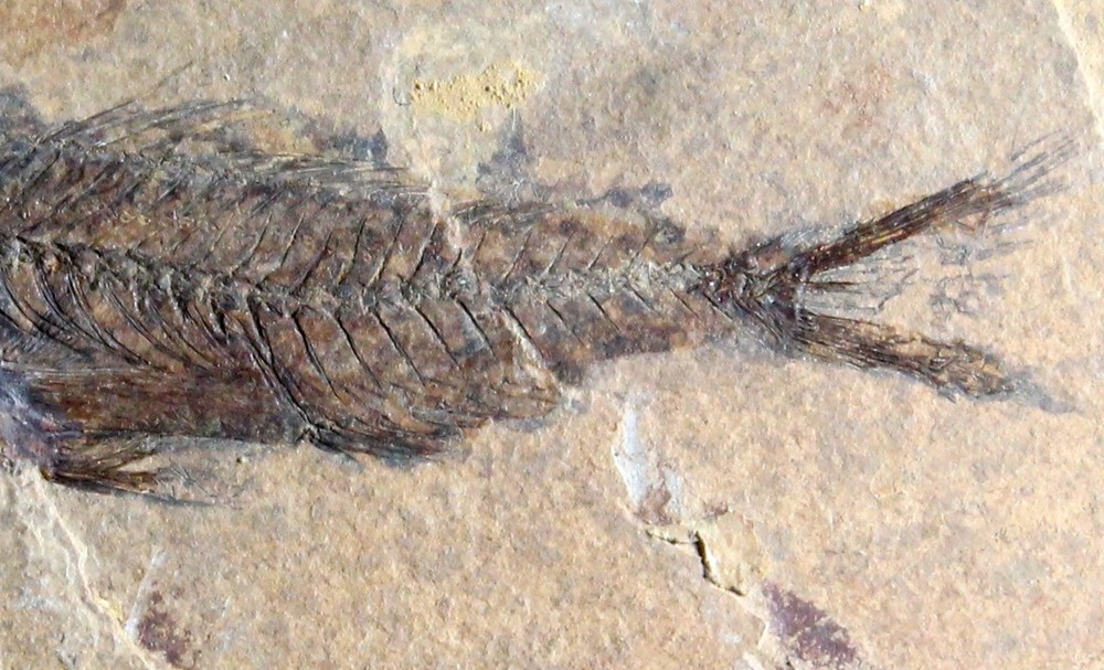 Serranus budensis - Very nice, big fossil fish