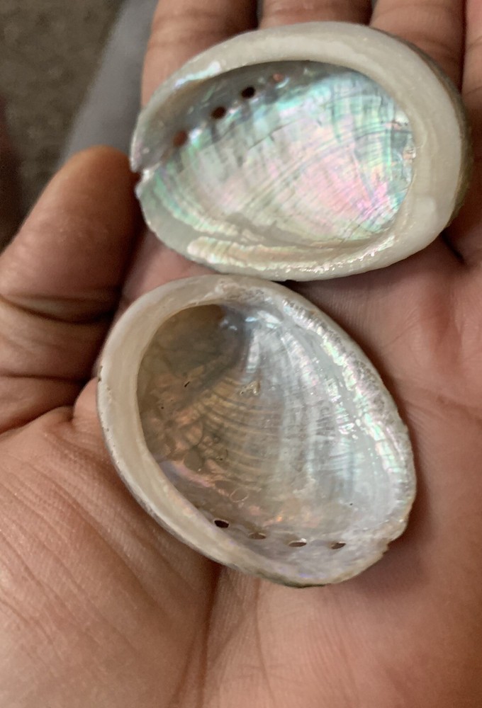 Oregon Abalone Shell with Palo Santo stick
